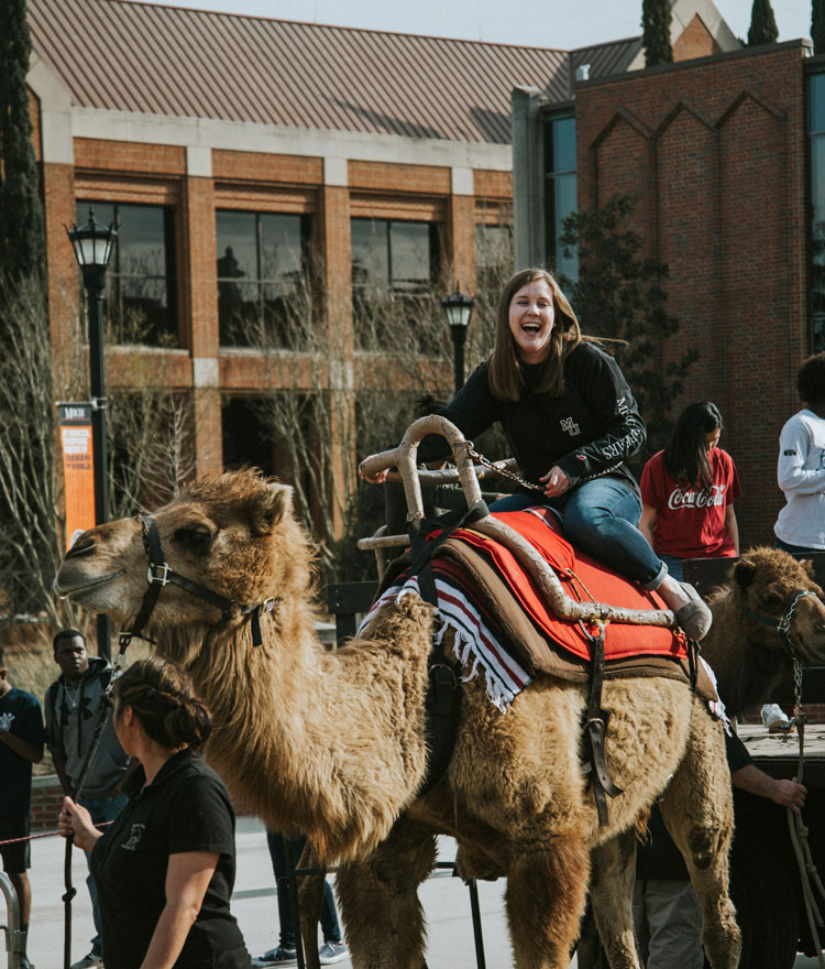 Student rids camel on Cruz Plaza