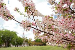 Law School Campus with Cherry Blossoms