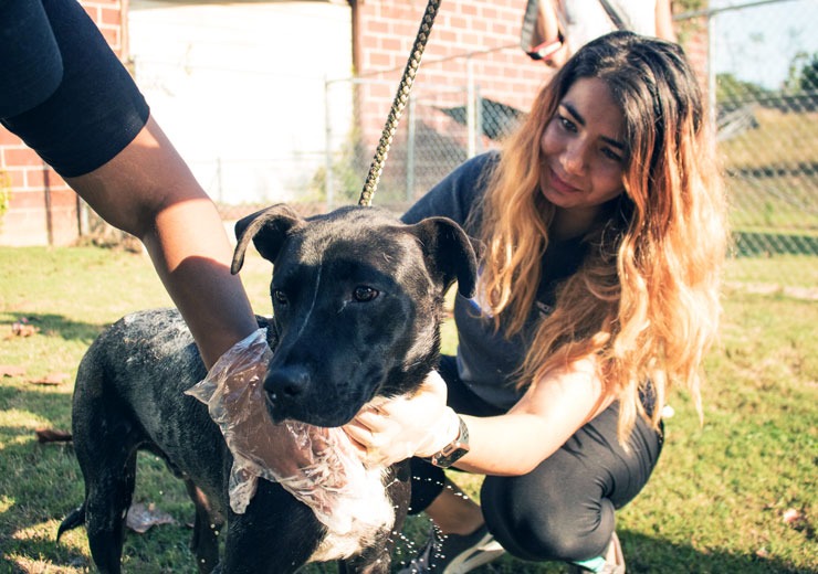 Student volunteering in Macon by washing a dog