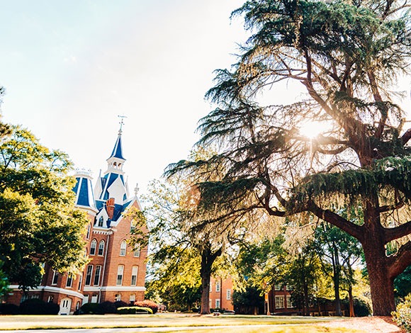 Sunlight shining through a tree on the quad