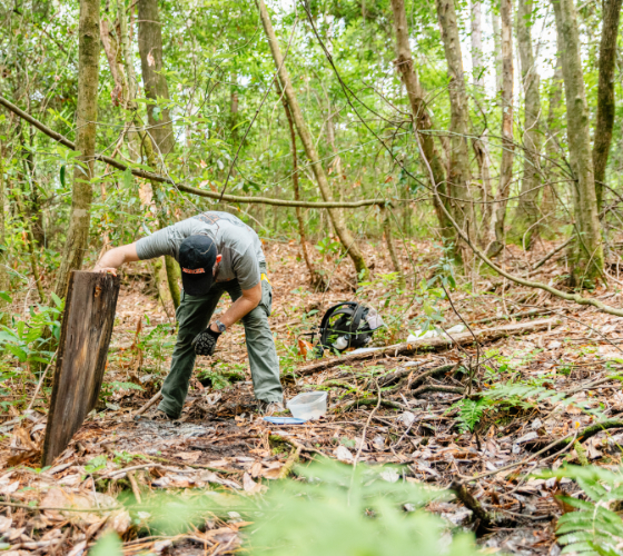 Dr. Barry Stephenson is in the woods lifting up the side of a piece of plywood and examining the ground underneath.