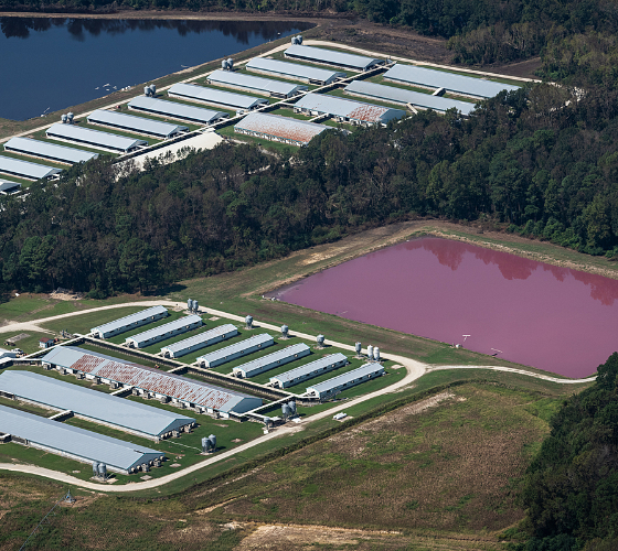 Aerial views of Concentrated Animal Feeding Operations farms in North Carolina