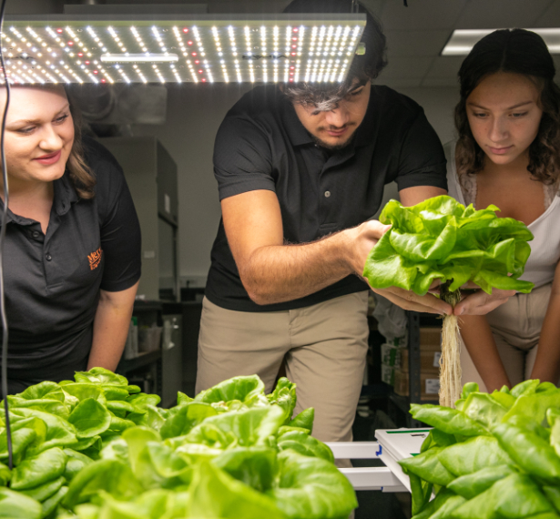 a man harvests hydroponic lettuce