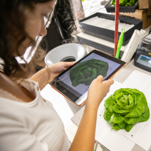 a student scans a head of lettuce with an iPad