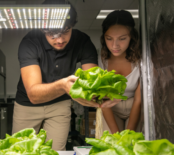a male student harvests a hydroponically grown head of lettuce, and a female student watches
