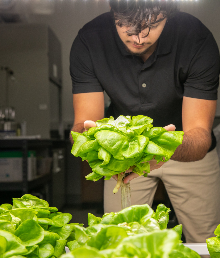 a male student harvests a hydroponically grown head of lettuce