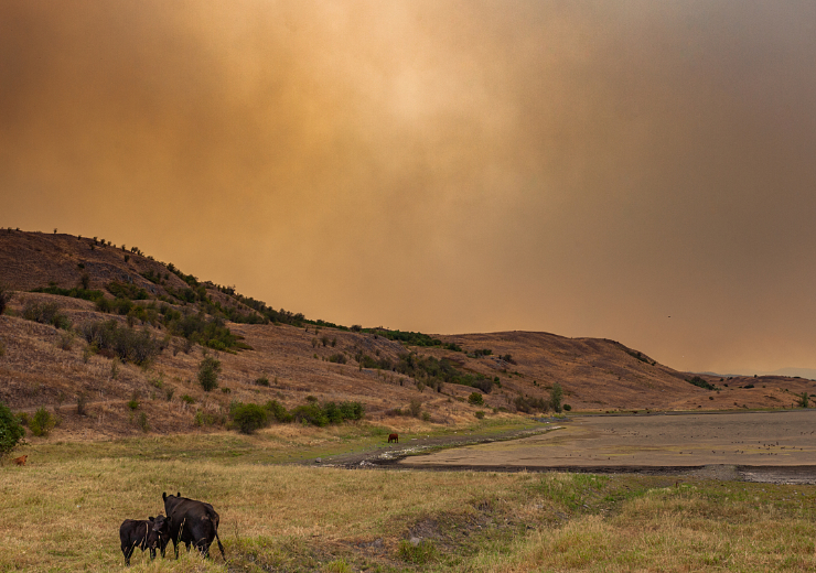 Cows grazing on dry grassland under a hazy, orange sky with hills and sparse vegetation in the background.
